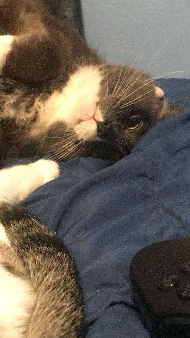 Soxers is registered to the contest to win money with this photo: carnivore, cat, domestic_short_haired_cat, european_shorthair, felidae, fur, kitten, paw, polydactyl_cat, small_to_medium_sized_cats, snout, whiskers