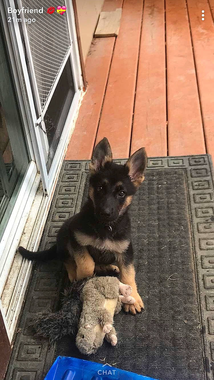 Bella is registered to the contest to win money with this photo: canidae, carnivore, dog, dog_breed, east_european_shepherd, fawn, german_shepherd_dog, mammal, puppy, vertebrate