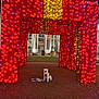 animal, architecture, building, celebration, decorations, dog, festive, gift_box, grass, holiday_lights, leash, night, outdoor, park, pathway, pet, potted_plants, red_lights, small_dog, yellow_lights