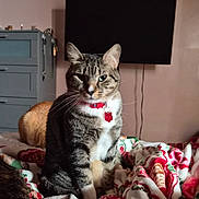 Wish is registered to the contest to win money with this photo: bed, bedroom, blanket, cat, collar, cozy, curious_expression, dresser, fur, ginger_cat, id_tag, indoor, patterned_blanket, paws, pet, portrait, sitting, tabby_cat, television, whiskers