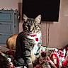 bed, bedroom, blanket, cat, collar, cozy, curious_expression, dresser, fur, ginger_cat, id_tag, indoor, patterned_blanket, paws, pet, portrait, sitting, tabby_cat, television, whiskers