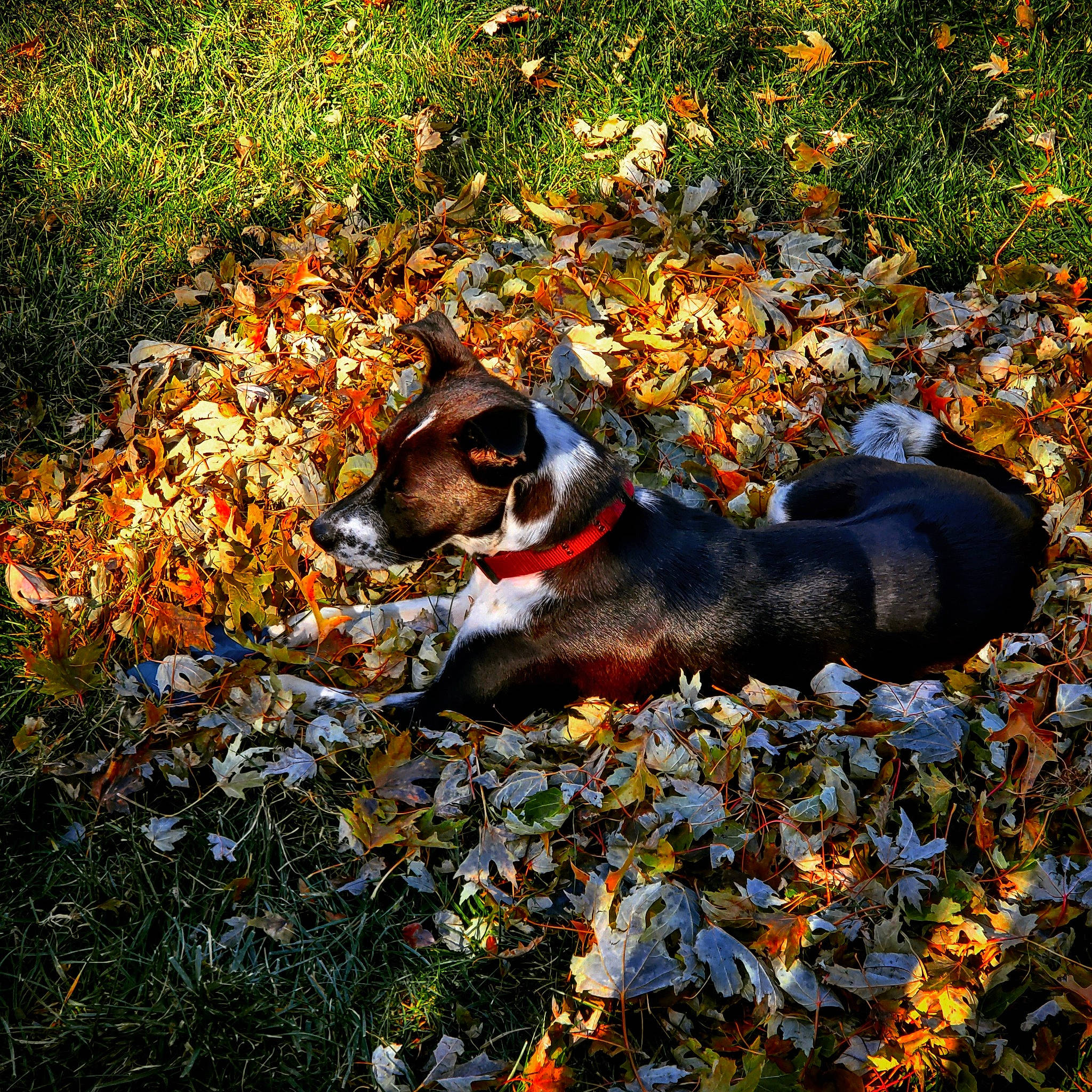 Kida joined the competition — help win amazing prizes! autumn, canidae, carnivore, companion_dog, deciduous, dog, dog_breed, fawn, hunting_dog, leaf, plant, rat_terrier, sunlight, tail, tree