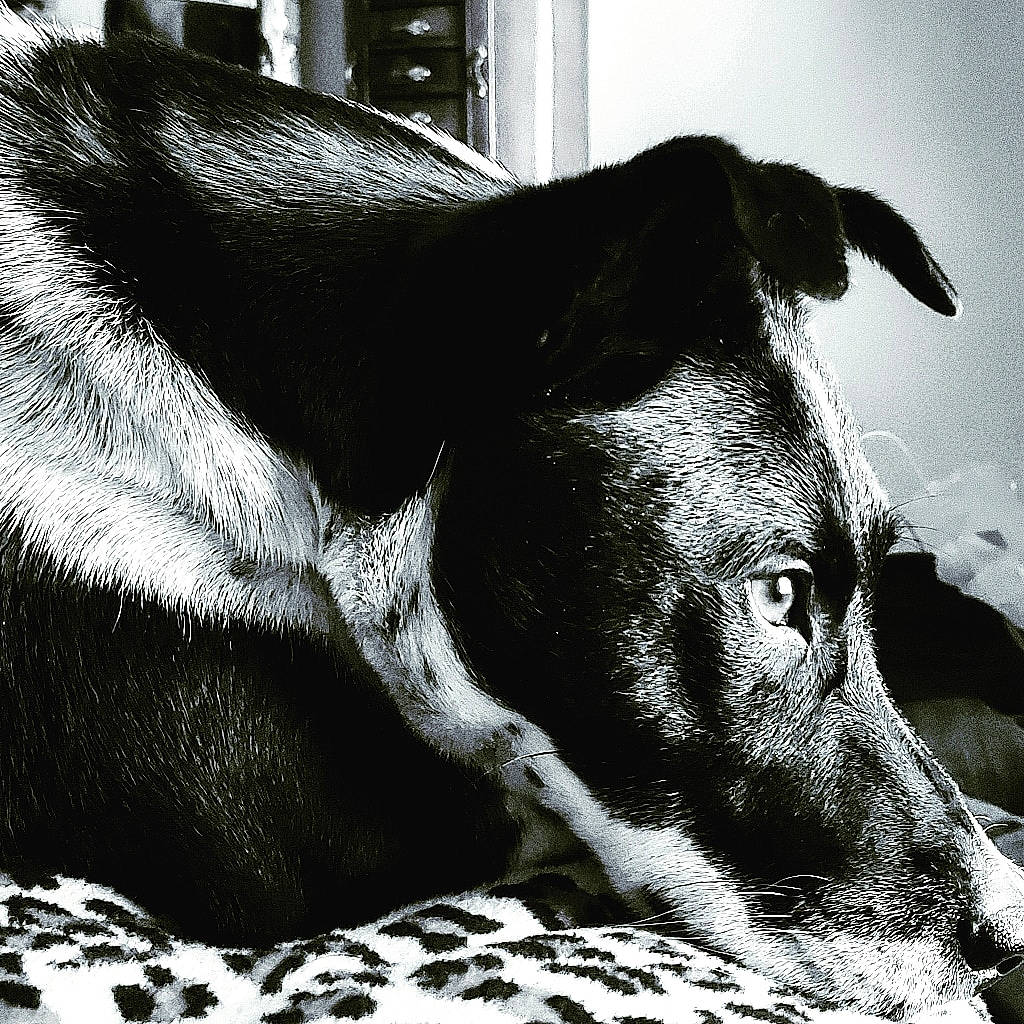 Kida joined the competition — help win amazing prizes! black, black_and_white, canidae, carnivore, dog, dog_breed, ear, eye, fur, jaw, mammal, monochrome, monochrome_photography, nose, snout, sporting_group, street_dog, style, whiskers