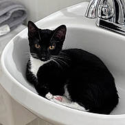 Badger Boo joined the competition — help win amazing prizes! animal, bathroom, black_and_white, cat, clean, curious, curled_up, cute, domestic_animal, faucet, feline, indoor, kitten, pet, pink_paw, relaxed, resting, sink, tuxedo_cat, whiskers