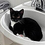 animal, bathroom, black_and_white, cat, clean, curious, curled_up, cute, domestic_animal, faucet, feline, indoor, kitten, pet, pink_paw, relaxed, resting, sink, tuxedo_cat, whiskers