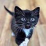 Badger Boo joined the competition — help win amazing prizes! animal, black_and_white, blurry_background, cat, close_up, curious, cute, domestic_cat, eyes, feline, fur, indoors, kitten, paw, pet, playing, small, whiskers, wooden_floor, young