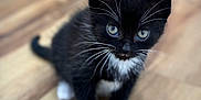 Badger Boo is registered to the contest to win money with this photo: adorable, animal, black_and_white, blue_eyes, cat, cute, domestic_cat, feline, fur, indoor, kitten, looking_up, mammal, paws, pet, small, tuxedo_cat, whiskers, wooden_floor, young
