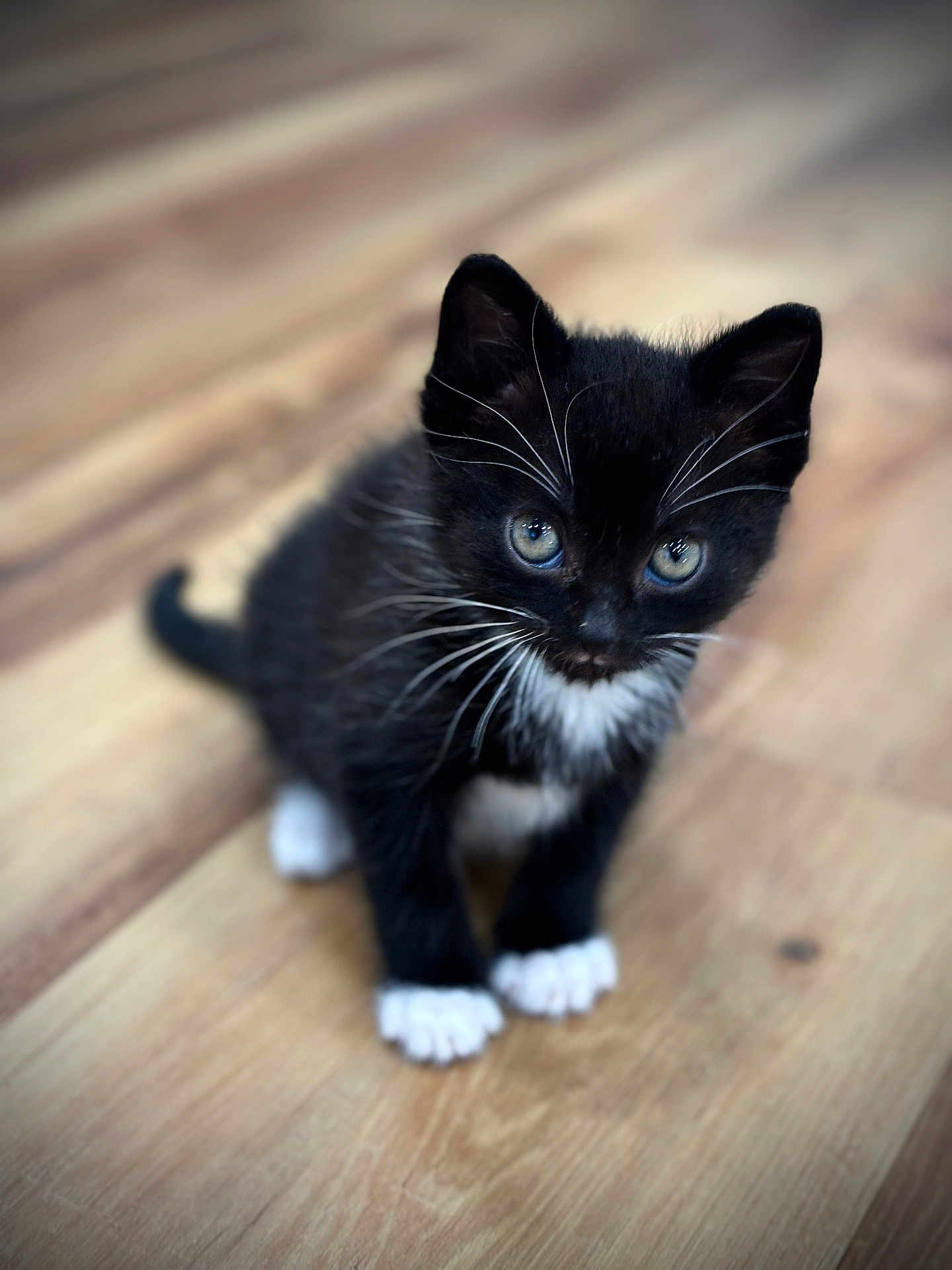 Badger Boo is registered to the contest to win money with this photo: adorable, animal, black_and_white, blue_eyes, cat, cute, domestic_cat, feline, fur, indoor, kitten, looking_up, mammal, paws, pet, small, tuxedo_cat, whiskers, wooden_floor, young