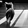 Badger Boo joined the competition — help win amazing prizes! animal, back_view, black_and_white, cat, cozy, cute, feline, floor, home, indoor, kitten, monochrome, pet, shadow, silhouette, small, soft_fur, sunlight, walking, wooden_floor