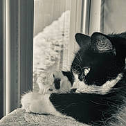 Bibies joined the competition — help win amazing prizes! animal, black_and_white, calm, cat, closeup, cozy, domestic, feline, fur, indoor, monochrome, paws, pet, quiet, relaxation, resting, sleeping, soft, whiskers, window