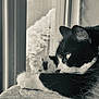 animal, black_and_white, calm, cat, closeup, cozy, domestic, feline, fur, indoor, monochrome, paws, pet, quiet, relaxation, resting, sleeping, soft, whiskers, window