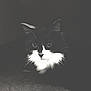 Bibies is registered to the contest to win money with this photo: animal, black_and_white, cat, closeup, cute, dark, eyes, face, feline, fur, indoor, mystery, night, pet, portrait, quiet, shadow, soft, whiskers