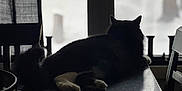 Bibies is registered to the contest to win money with this photo: animal, black_cat, cat, chair, cozy, curtain, daylight, furniture, home, indoor, pet, quiet, reflection, relaxing, shadow, silhouette, snow, still_life, table, window