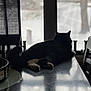 animal, black_cat, cat, chair, cozy, curtain, daylight, furniture, home, indoor, pet, quiet, reflection, relaxing, shadow, silhouette, snow, still_life, table, window