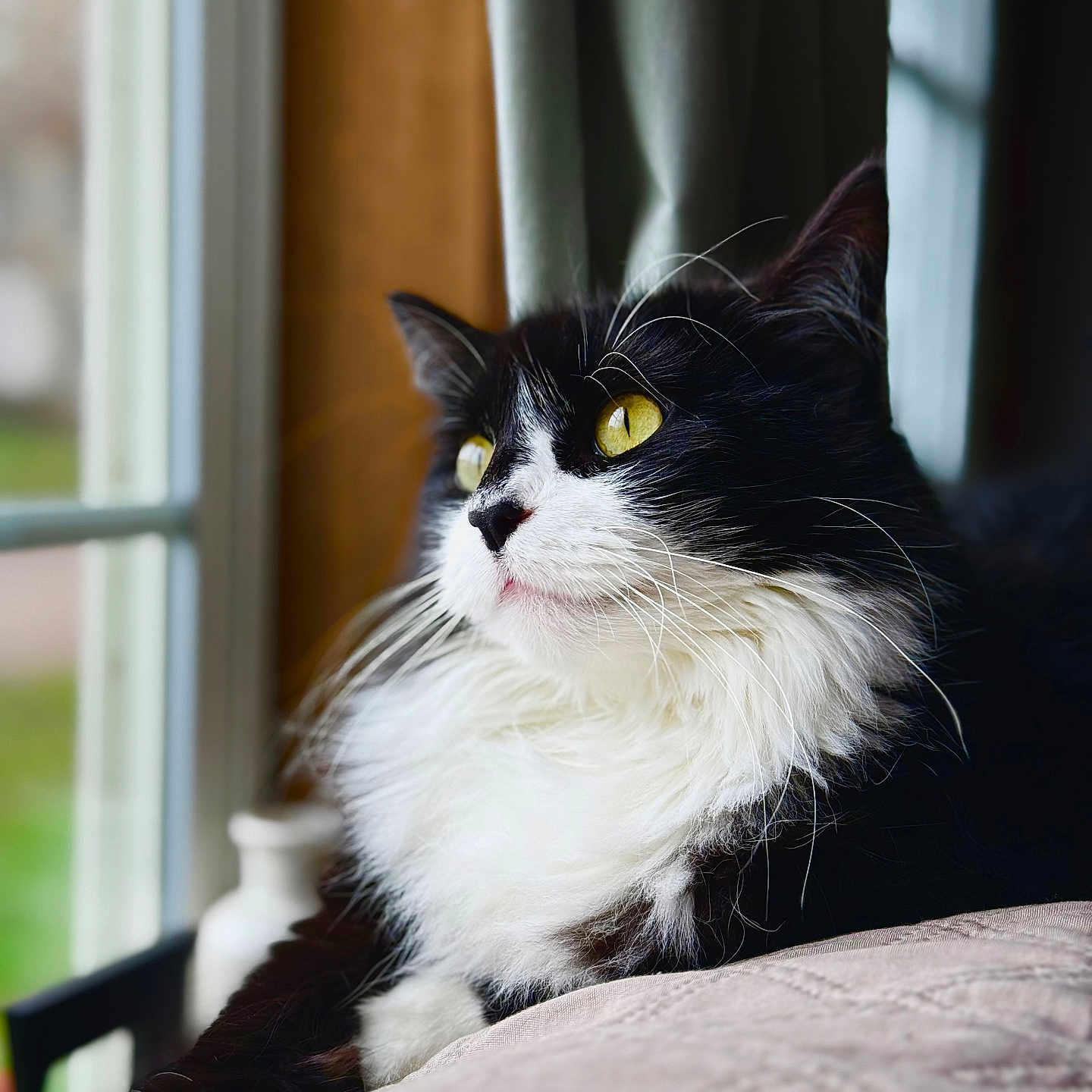 Bibies joined the competition — help win amazing prizes! animal, black_and_white, cat, close_up, cozy, curtains, cushion, feline, fur, indoor, looking_outside, natural_light, pet, portrait, relaxed, resting, soft_focus, whiskers, window, yellow_eyes