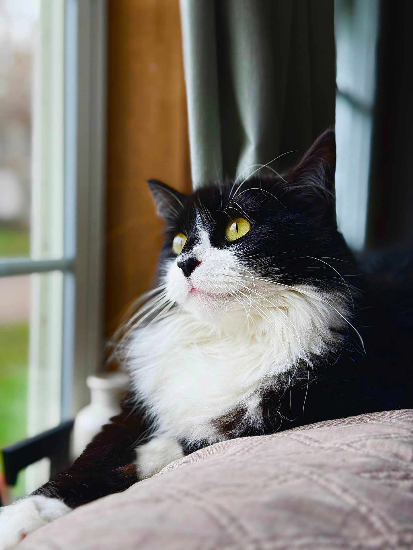 Bibies joined the competition — help win amazing prizes! animal, black_and_white, cat, close_up, cozy, curtains, cushion, feline, fur, indoor, looking_outside, natural_light, pet, portrait, relaxed, resting, soft_focus, whiskers, window, yellow_eyes