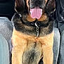 Dex is registered to the contest to win money with this photo: dog, canine, pet, animal, car_interior, seat, tongue_out, black_and_tan, fur, collar, sitting, friendly, looking_at_camera, paw, vehicle, seat_cover, inside, companion, portrait, cute