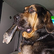 Dex joined the competition — help win amazing prizes! dog, bone, pet, indoor, collar, fur, canine, animal, muzzle, ears, closeup, brown, black, house, bed, tag, wall, lamp, resting, companion