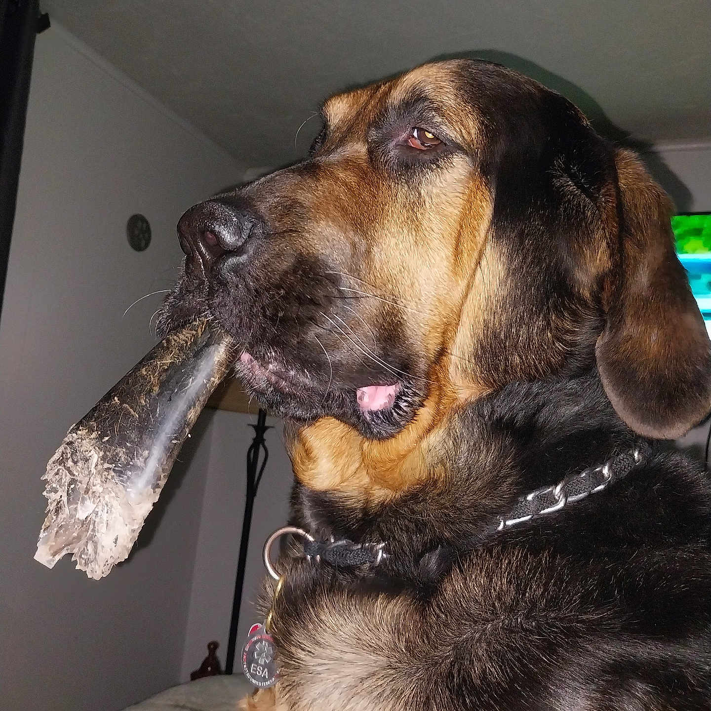 Dex joined the competition — help win amazing prizes! animal, bed, black, bone, brown, canine, closeup, collar, companion, dog, ears, fur, house, indoor, lamp, muzzle, pet, resting, tag, wall