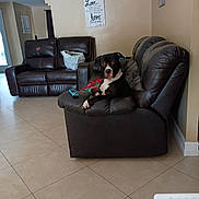 Shadow Thacker joined the competition — help win amazing prizes! animal, black_and_white, canine, ceiling_fan, comfortable, couch, cozy, decor, dog, furniture, home, indoor, leather_sofa, living_room, pet, relaxed, remote_control, resting, tile_floor, wall_art