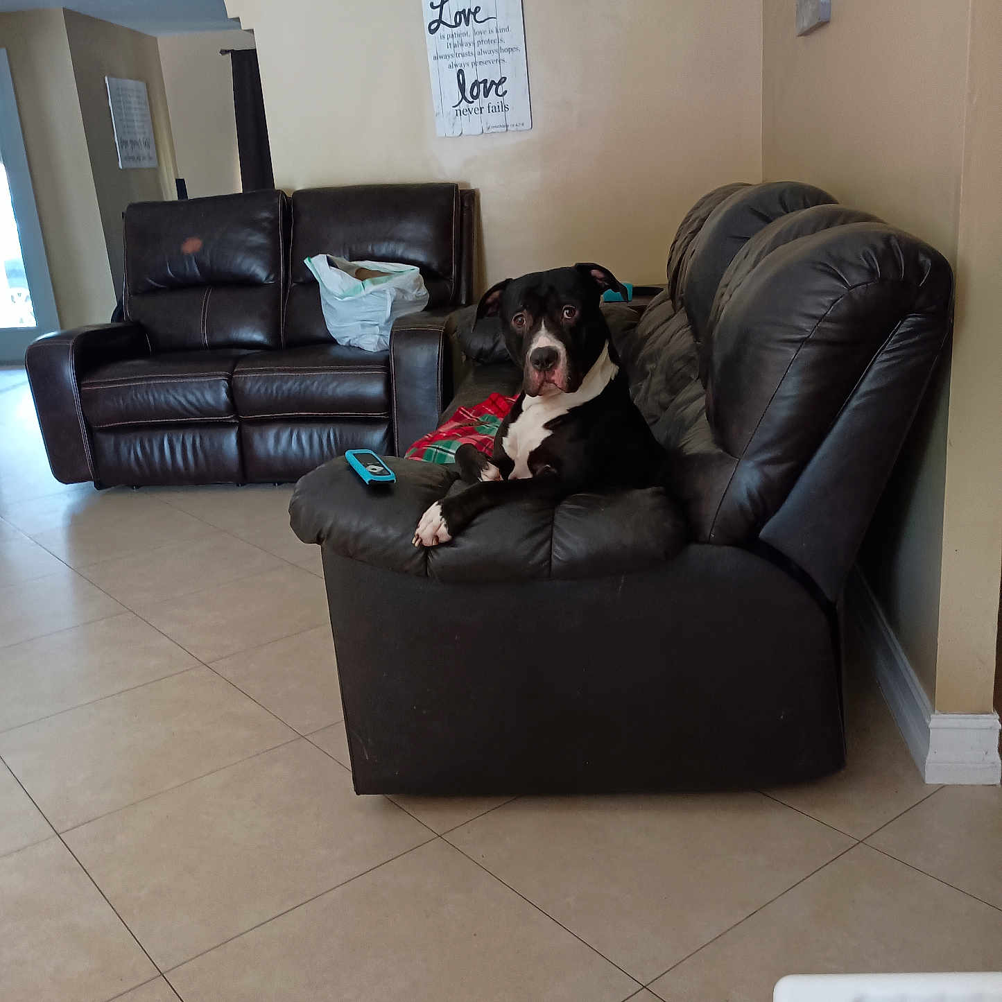 Shadow Thacker joined the competition — help win amazing prizes! animal, black_and_white, canine, ceiling_fan, comfortable, couch, cozy, decor, dog, furniture, home, indoor, leather_sofa, living_room, pet, relaxed, remote_control, resting, tile_floor, wall_art