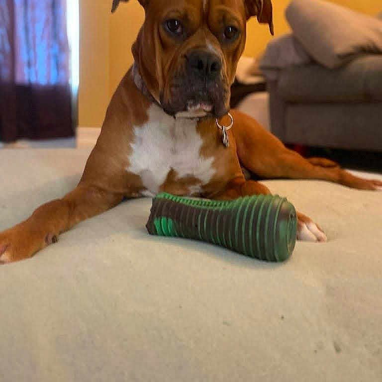 Hunter Thacker is registered to the contest to win money with this photo: animal, brown_dog, canine, carpet, chew_toy, collar, couch, dog, domestic_animal, ears, floor, furniture, home, indoor, living_room, looking, lying_down, pet, toy, white_chest