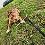 Aria a rejoint le concours — aidez-le/la à gagner de superbes lots ! animal, brown_dog, building, canine, car, collar, curious_eyes, daylight, dog, grass, ground, leash, nature, outdoors, pet, playful, puppy, stick, white_paws, young_dog