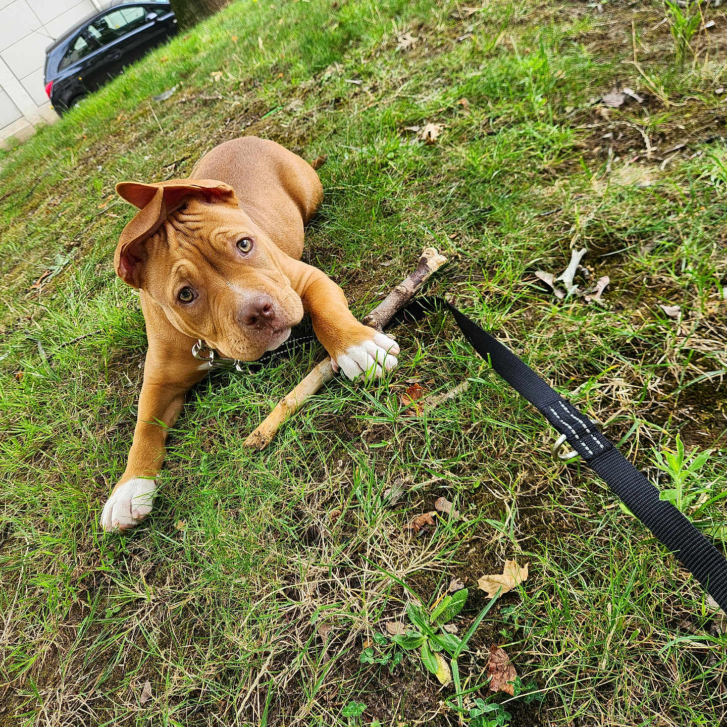 Aria a rejoint le concours — aidez-le/la à gagner de superbes lots ! animal, brown_dog, building, canine, car, collar, curious_eyes, daylight, dog, grass, ground, leash, nature, outdoors, pet, playful, puppy, stick, white_paws, young_dog