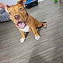Aria a rejoint le concours — aidez-le/la à gagner de superbes lots ! dog, brown_dog, pet, indoor, floor, toy, playful, happy, collar, white_paws, looking_up, tongue_out, ears_up, pet_toy, home, wooden_floor, crate, basket, ball, animal