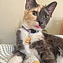 Mazzy is registered to the contest to win money with this photo: cat, calico, pet, animal, tongue_out, collar, tag, fur, whiskers, paw, bedroom, blanket, indoor, cute, relaxed, close_up, portrait, green_eyes, soft_light, feline