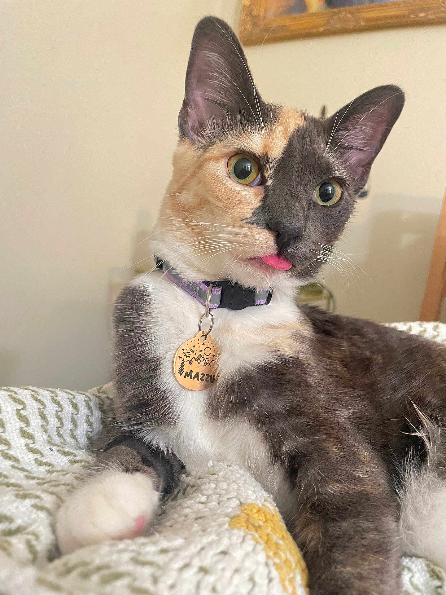Mazzy is registered to the contest to win money with this photo: cat, calico, pet, animal, tongue_out, collar, tag, fur, whiskers, paw, bedroom, blanket, indoor, cute, relaxed, close_up, portrait, green_eyes, soft_light, feline