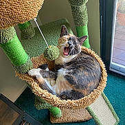 Mazzy joined the competition — help win amazing prizes! cat, calico, yawning, cat_tree, indoor, furniture, pom_pom, window, carpet, relaxed, pet, home, scratching_post, furry, animal, tongue, sleepy, cozy, playful, resting