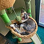 cat, calico, yawning, cat_tree, indoor, furniture, pom_pom, window, carpet, relaxed, pet, home, scratching_post, furry, animal, tongue, sleepy, cozy, playful, resting