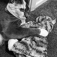 Mazzy is registered to the contest to win money with this photo: carpet, cat, closeup, corner_wall, cute, ears, eyes, feline, floor, fur, indoor, paw, pet, play, plush_toy, portrait, stuffed_animal, tabby_pattern, toy, whiskers