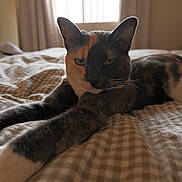 Mazzy is registered to the contest to win money with this photo: cat, calico_cat, bed, bedspread, checkered_pattern, feline, pet, animal, indoor, window, curtains, relaxed, lying_down, whiskers, ears, fur, close_up, domestic_cat, home, sleepy