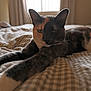 cat, calico_cat, bed, bedspread, checkered_pattern, feline, pet, animal, indoor, window, curtains, relaxed, lying_down, whiskers, ears, fur, close_up, domestic_cat, home, sleepy