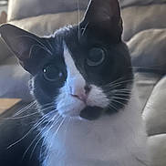 Junior is registered to the contest to win money with this photo: animal, black_and_white, cat, close_up, couch, curious, domestic, ears, eyes, feline, fur, home, indoor, nose, pet, portrait, relaxed, seated, soft_lighting, whiskers