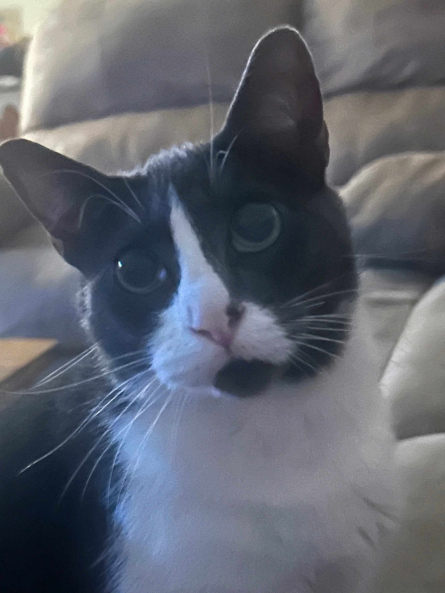 Junior