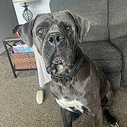 Apollo is registered to the contest to win money with this photo: dog, indoor, carpet, couch, lamp, side_table, collar, pet, animal, brown_dog, large_dog, sitting, living_room, furniture, household, close_up, looking, ears, floor, domestic_animal