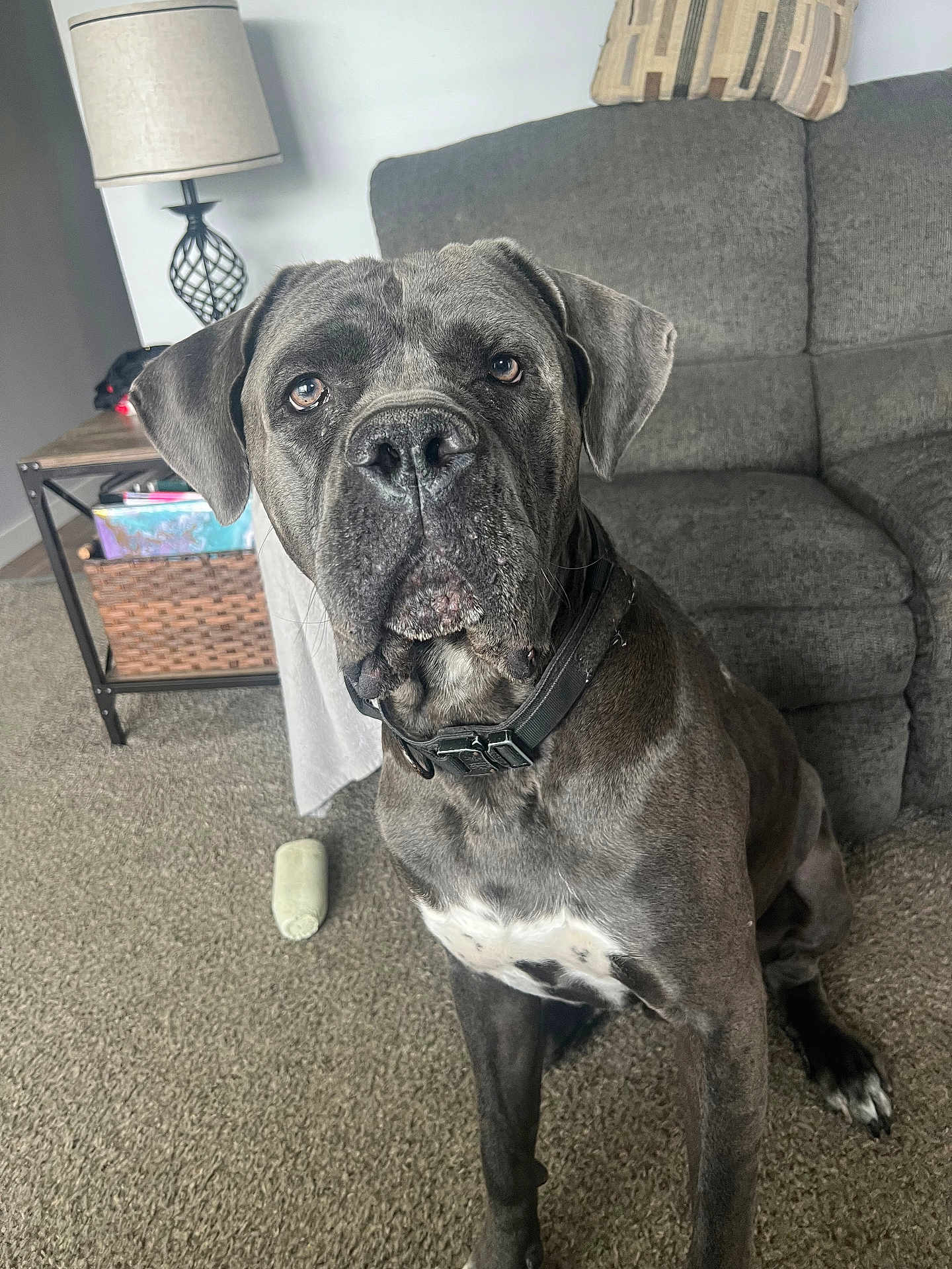 Apollo is registered to the contest to win money with this photo: dog, indoor, carpet, couch, lamp, side_table, collar, pet, animal, brown_dog, large_dog, sitting, living_room, furniture, household, close_up, looking, ears, floor, domestic_animal