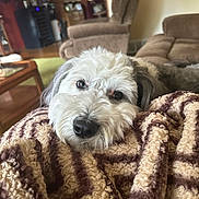 Merc is registered to the contest to win money with this photo: beige, blanket, brown, carpet, chair, comfort, cozy, dog, eyes, fluffy, fur, home, indoors, living_room, nose, pet, relaxation, resting, sofa, table