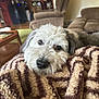 beige, blanket, brown, carpet, chair, comfort, cozy, dog, eyes, fluffy, fur, home, indoors, living_room, nose, pet, relaxation, resting, sofa, table