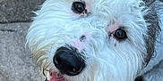 Merc joined the competition — help win amazing prizes! airedale, animal, ball, bodypart, canine, dog, flagstone, football, mouth, path, person, pet, poodle, puppy, soccer, soccerball, sport, terrier, walkway, whitedog