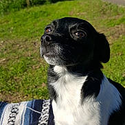 Squirt joined the competition — help win amazing prizes! dog, small_dog, black_and_white, portrait, close_up, outdoors, park, grass, blanket, striped_blanket, muzzle, eyes, nose, whiskers, sitting, sunlight, tree, trunk, pet, canine