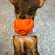 Lilbit is registered to the contest to win money with this photo: animal, brown, canine, carpet, collar, couch, cute, dog, ears, front_legs, fur, house, indoor, looking, orange, pet, playful, small_dog, standing, toy