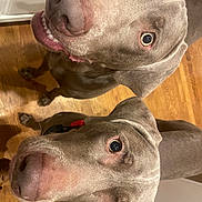 Jack And Doc joined the competition — help win amazing prizes! dog, canine, pets, indoor, wooden_floor, close_up, gray_fur, eyes, expression, smiling_dog, two_dogs, curious, domestic_animal, animal, muzzle, ears, collar, friendly, looking_up, companion