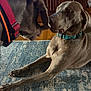 Jack And Doc is registered to the contest to win money with this photo: dog, weimaraner, pet, indoor, carpet, wooden_furniture, animal, collar, brown, floor, interaction, portrait, canine, mammal, domestic_animal, two_dogs, curious, close_up, companion, home