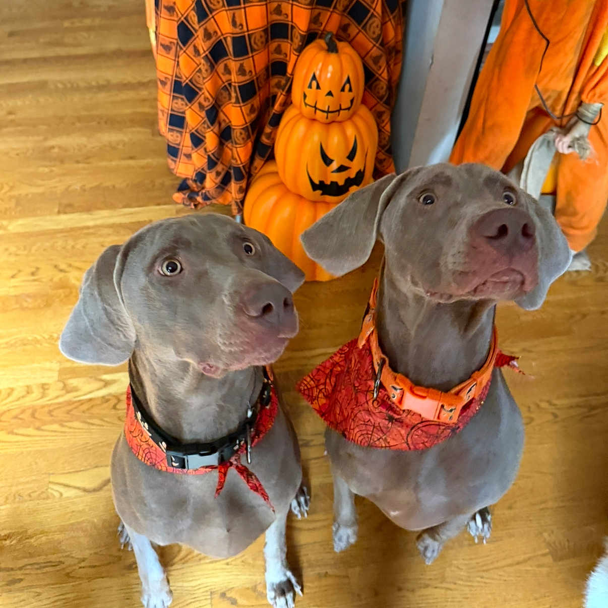 Jack And Doc joined the competition — help win amazing prizes! animal, bandana, collar, cute, decoration, dog, ears, expression, festive, halloween, holiday, indoor, jack_o_lantern, looking_up, orange, pet, pumpkin, two_dogs, weimaraner, wood_floor