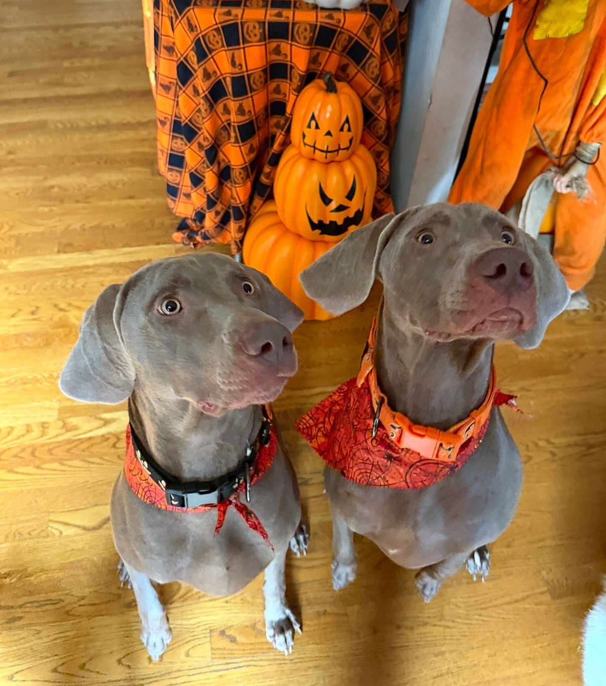 Jack And Doc joined the competition — help win amazing prizes! dog, weimaraner, pet, animal, halloween, pumpkin, jack_o_lantern, orange, bandana, collar, wood_floor, indoor, decoration, holiday, festive, cute, two_dogs, looking_up, ears, expression