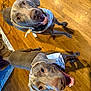 dog, pets, indoor, wooden_floor, bandana, two_animals, playful, happy, canine, looking_up, smiling, ears, tongue, domestic_animal, companion, friendly, brown, flooring, animal_pair, cheerful